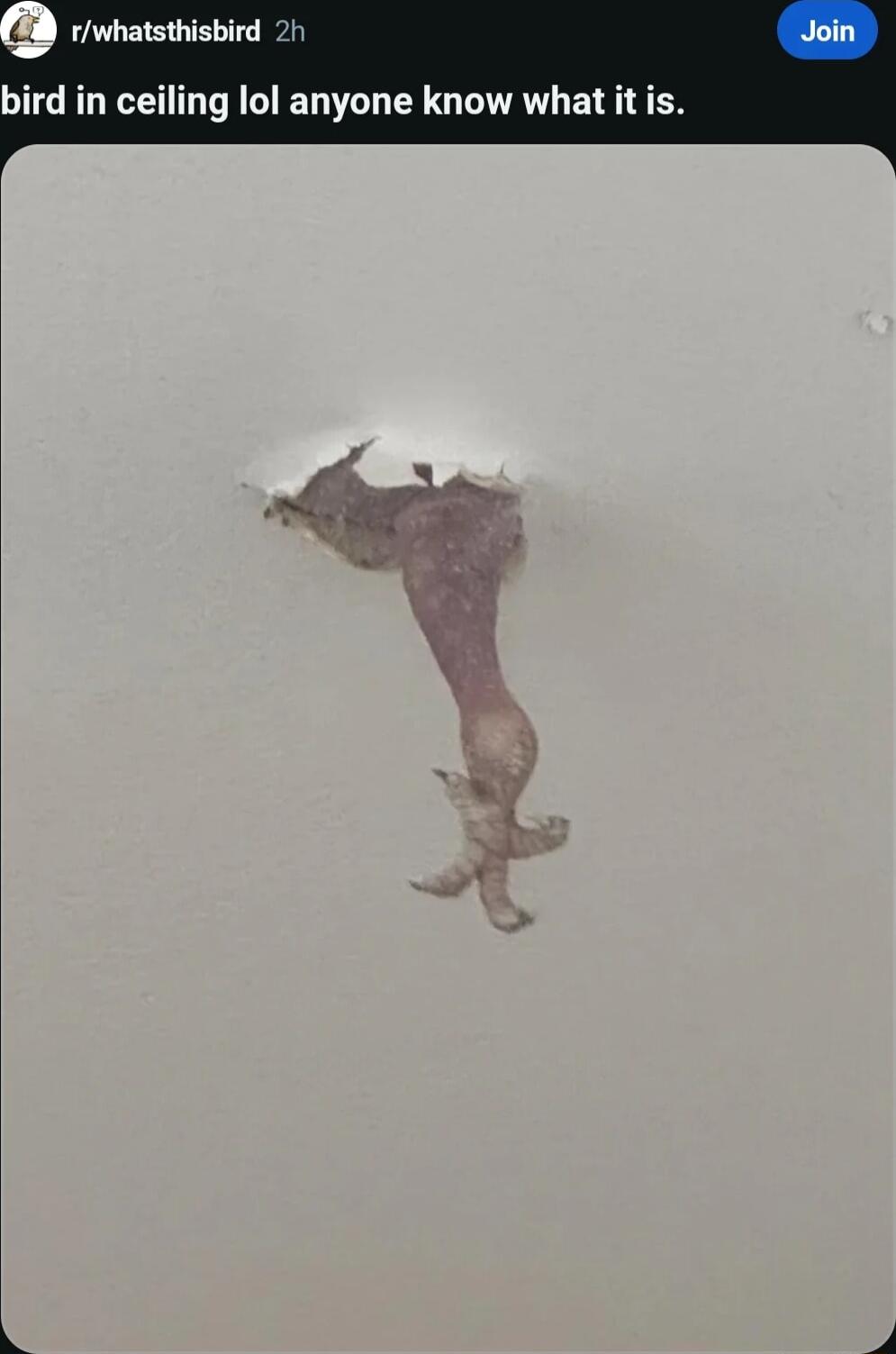 rwhatsthisbird 2 bird in ceiling lol anyone know what it is