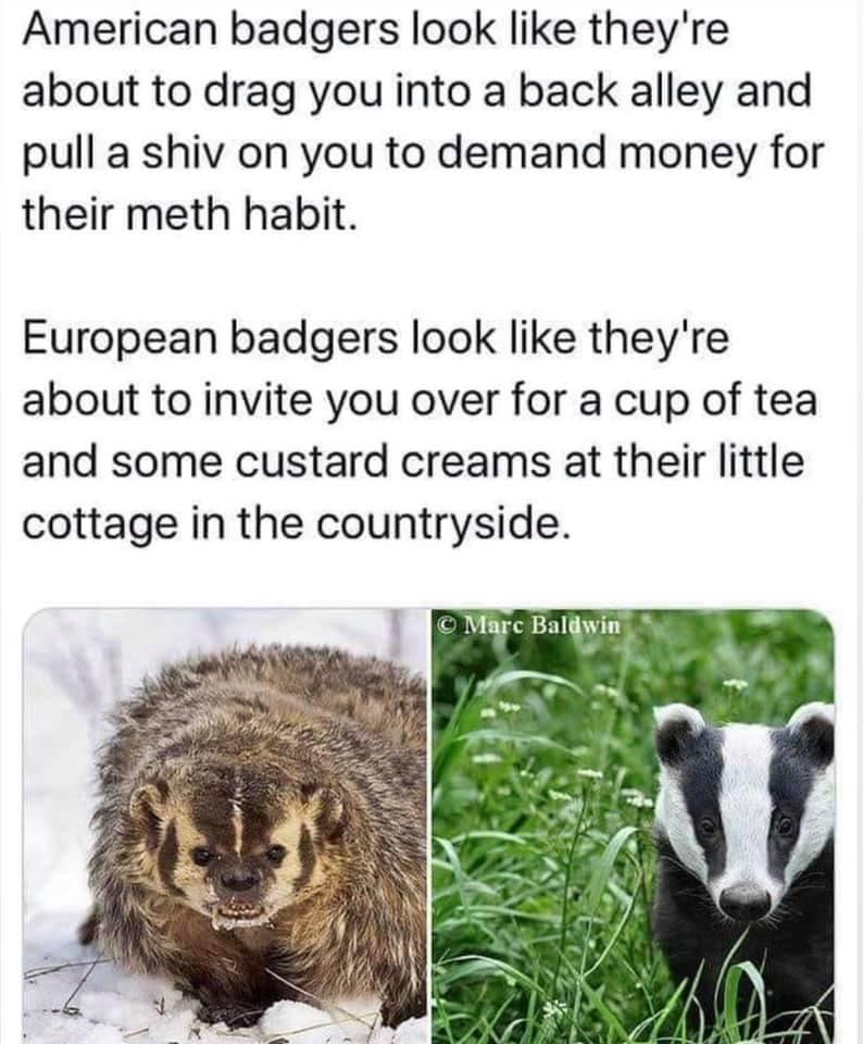 American badgers look like theyre about to drag you into a back alley and pull a shiv on you to demand money for their meth habit European badgers look like theyre about to invite you over for a cup of tea and some custard creams at their little cottage in the countryside Marc Baldwin