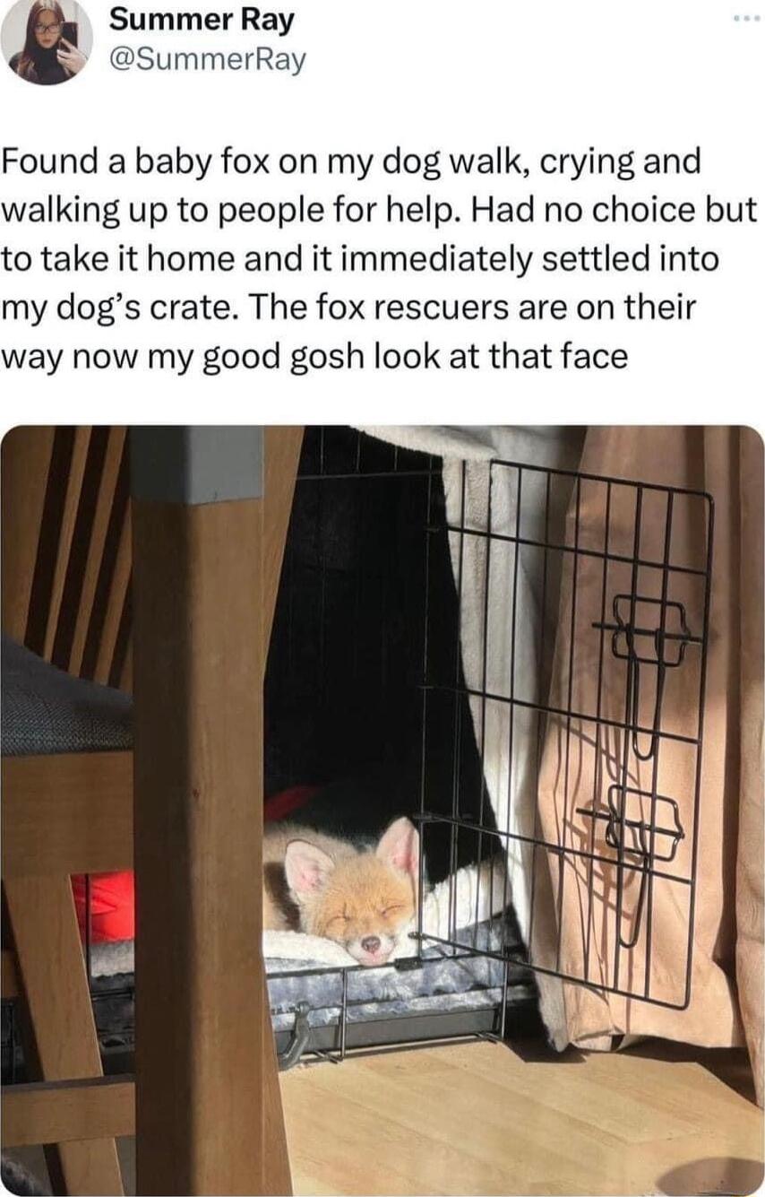 Summer Ray py SummerRa Found a baby fox on my dog walk crying and walking up to people for help Had no choice but o take it home and it immediately settled into my dogs crate The fox rescuers are on their way now my good gosh look at that face