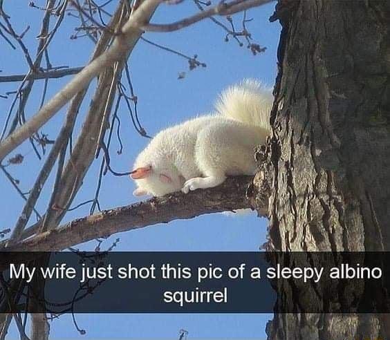IAYIEN TS 1aTel TN o el TI 1Yo VAT o squirrel 1