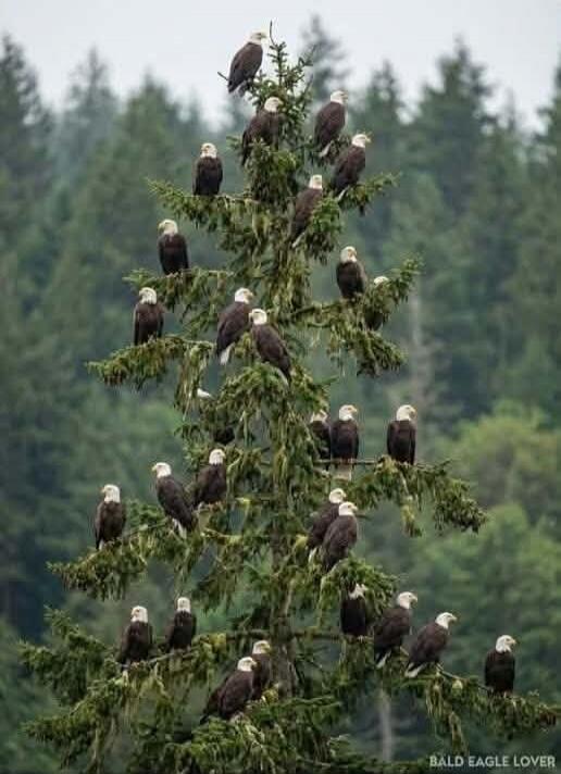 BALD EAGLE LOVER