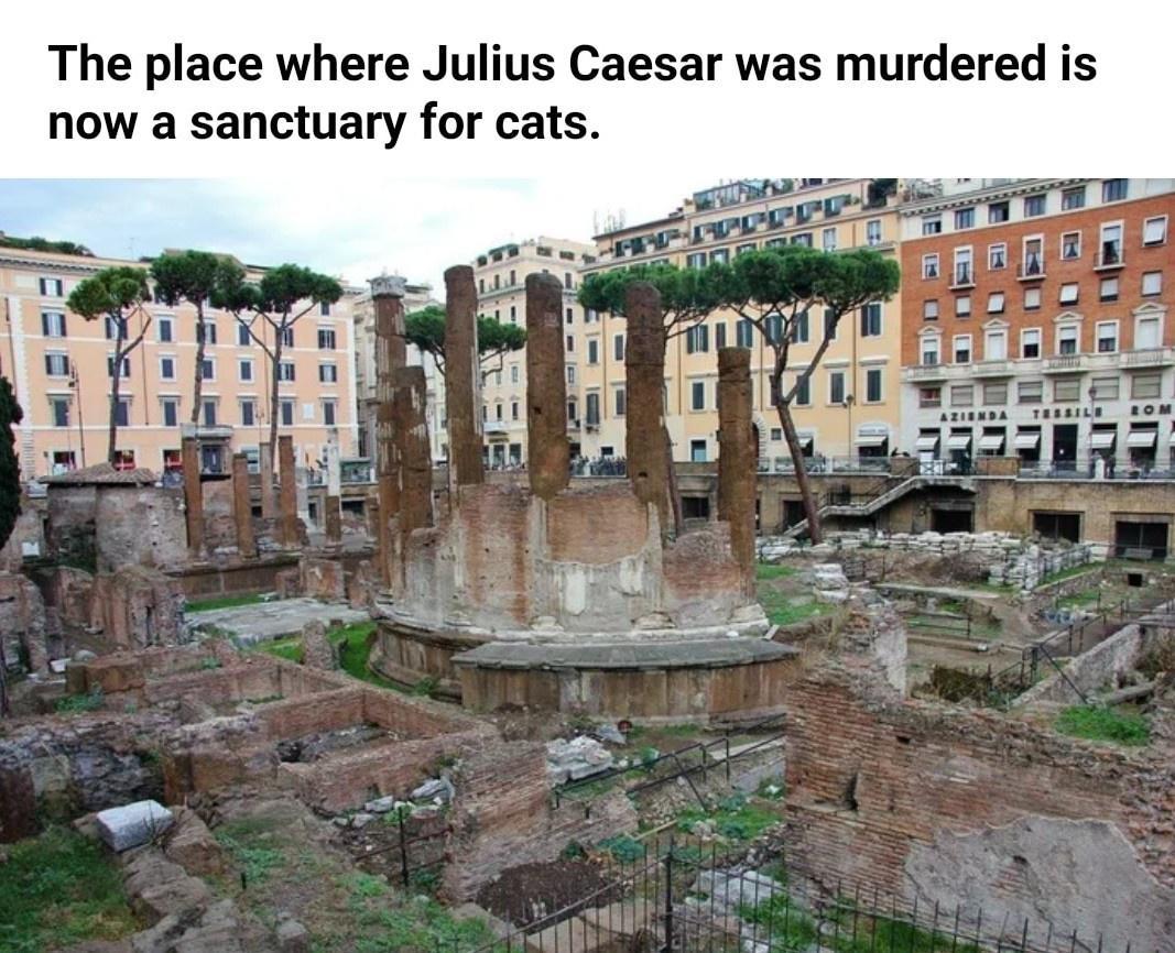 The place where Julius Caesar was murdered is now a sanctuary for cats