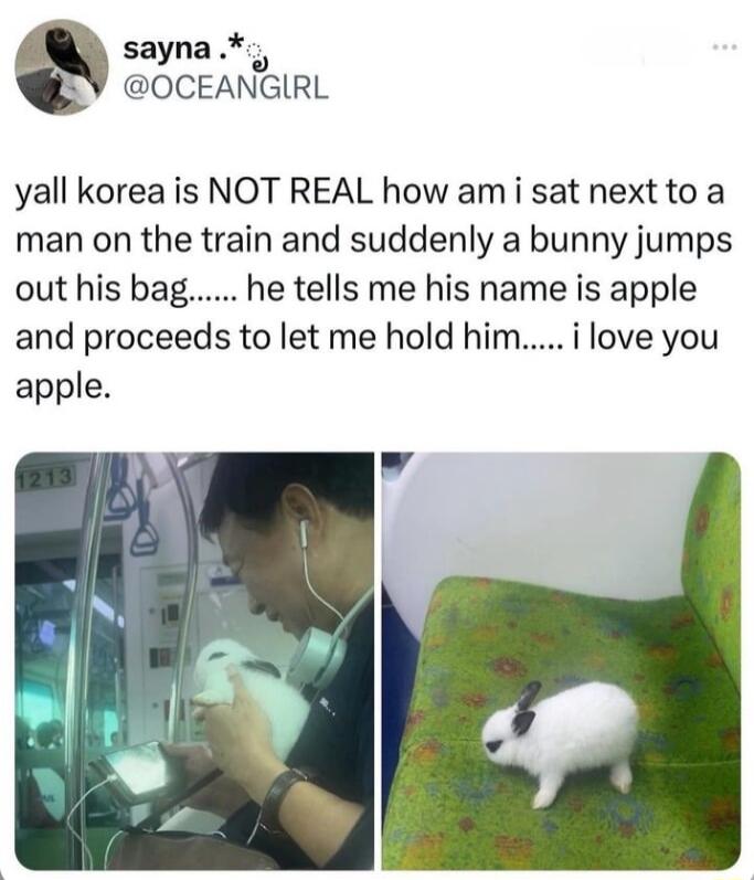 sayna SV OCEANGIRL yall korea is NOT REAL how am i sat next to a man on the train and suddenly a bunny jumps out his bag he tells me his name is apple and proceeds to let me hold him i love you apple