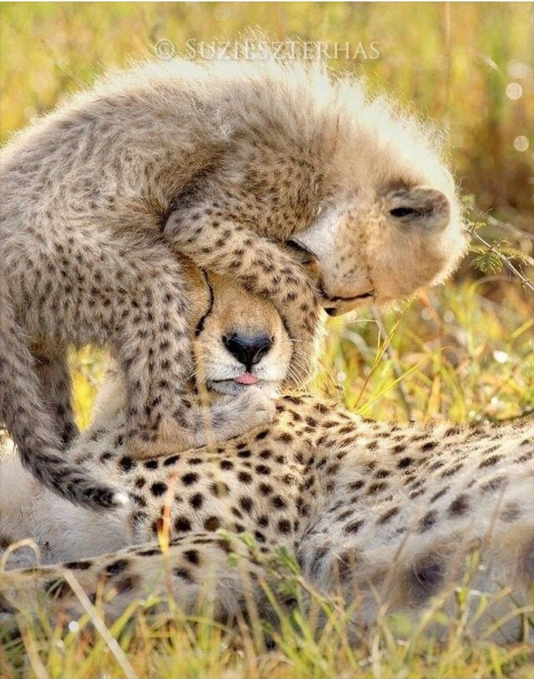 © SUZIESZTERHAS