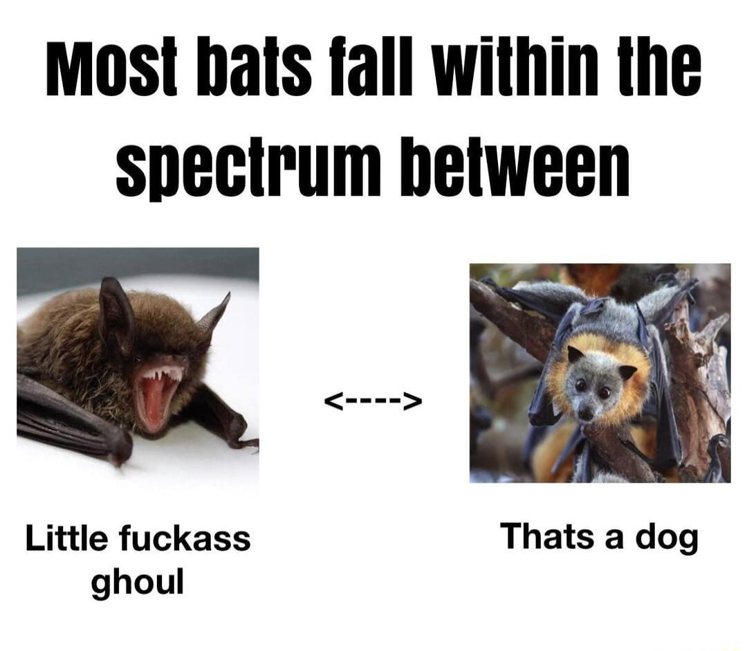 Most bats fall within the spectrum between Little fuckass Thats a dog ghoul