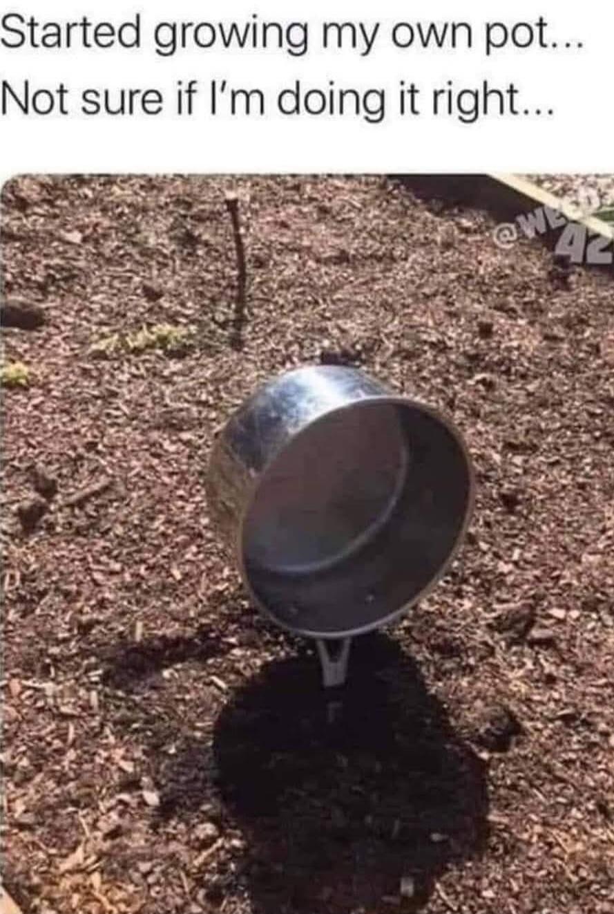 Started growing my own pot... Not sure if I'm doing it right...
