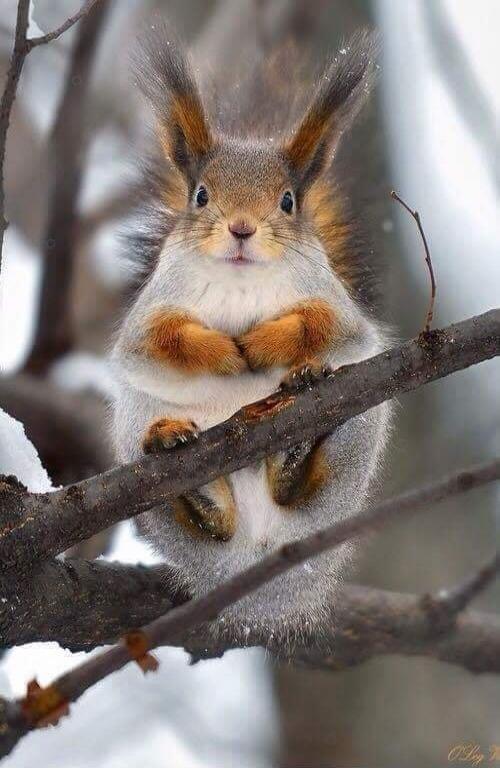 A cute squirrel perched on a tree branch in a snowy, winter scene.