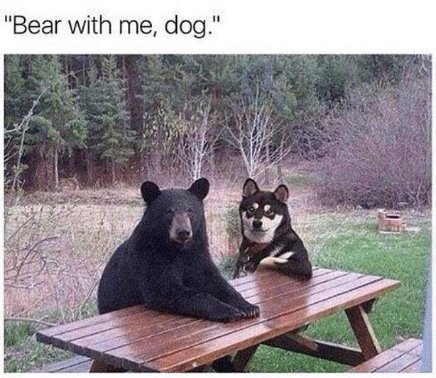 Bear with me dog