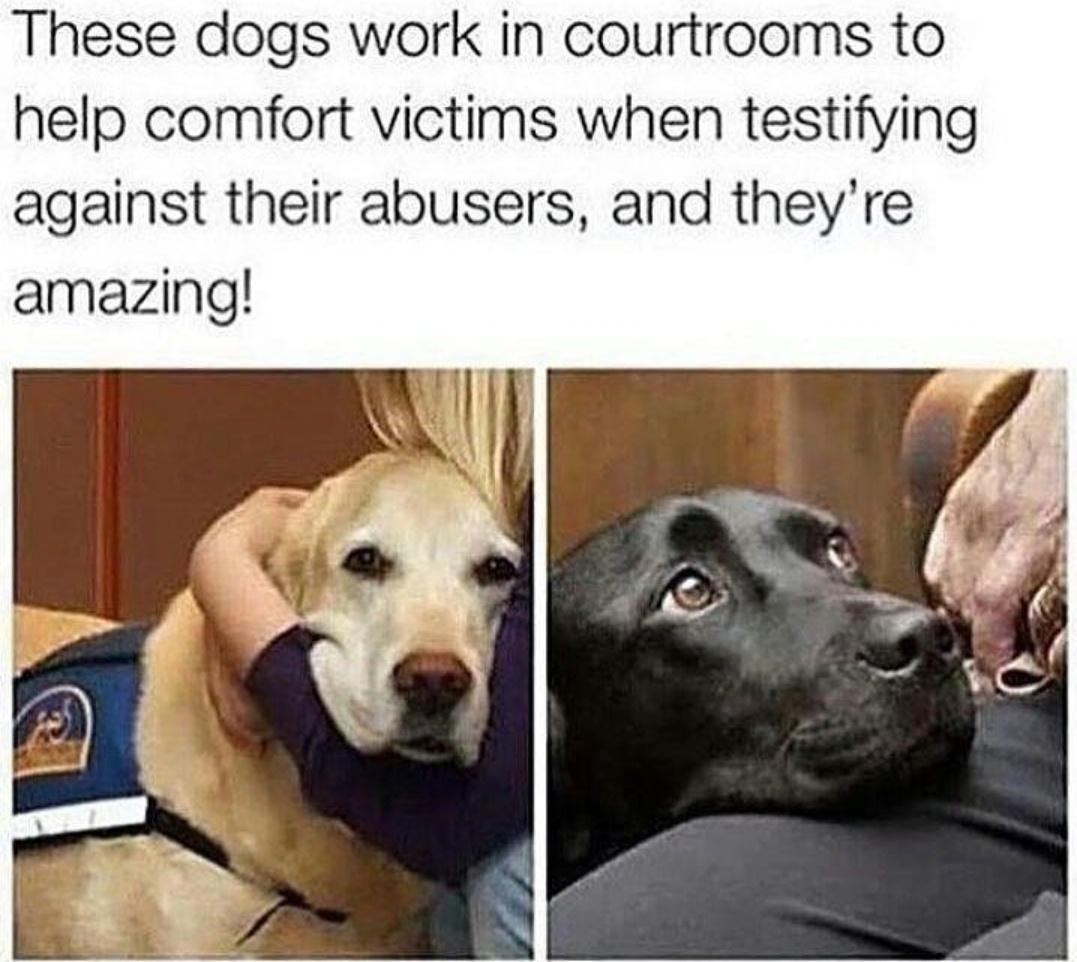 These dogs work in courtrooms to help comfort victims when testifying against their abusers and theyre amazing