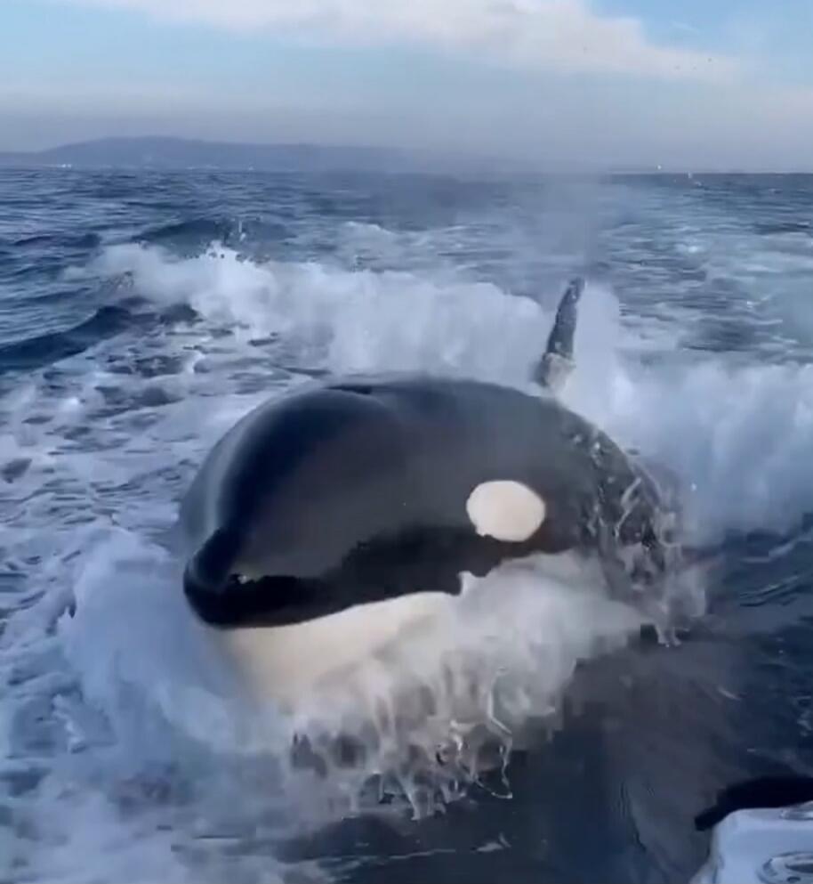 A close-up view of an orca (killer whale) surfacing in the ocean, with waves splashing around.