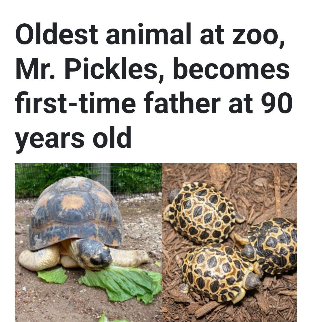 Oldest animal at zoo Mr Pickles becomes first time father at 90 years old
