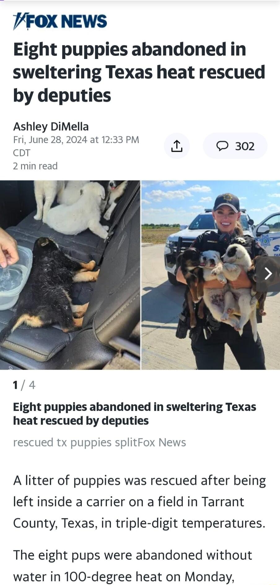 VFOX NEWS Eight puppies abandoned in sweltering Texas heat rescued by deputies Ashley DiMella Fri June 28 2024 at 1233 PM 2 302 coT 2 min read 14 Eight puppies abandoned in sweltering Texas heat rescued by deputies rescued tx puppies splitFox News A litter of puppies was rescued after being left inside a carrier on a field in Tarrant County Texas in triple digit temperatures The eight pups were ab