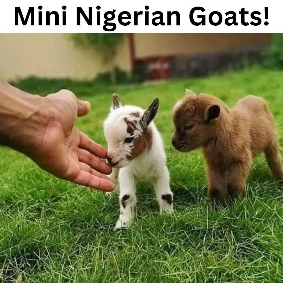 Mini Nigerian Goats