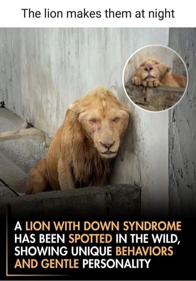 The lion makes them at night
A LION WITH DOWN SYNDROME HAS BEEN SPOTTED IN THE WILD, SHOWING UNIQUE BEHAVIORS AND GENTLE PERSONALITY