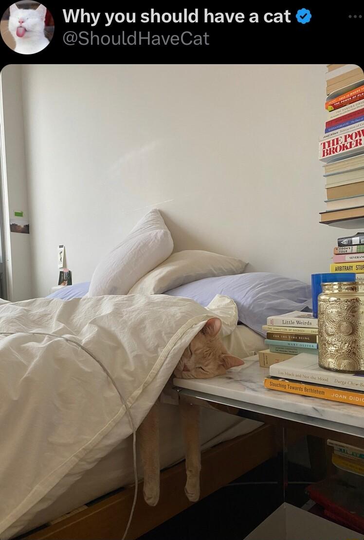 Why you should have a cat 2ShouldHaveCat