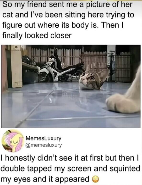So my friend sent me a picture of her cat and I've been sitting here trying to figure out where its body is. Then I finally looked closer. MemesLuxury @memesluxury I honestly didn't see it at first but then I double tapped my screen and squinted my eyes and it appeared 🤯