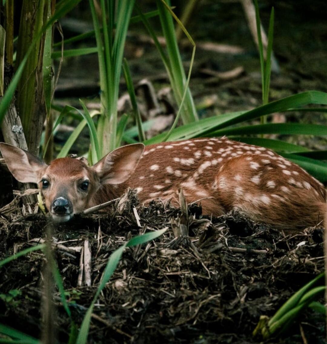 A young deer (fawn) resting on the ground among leaves and vegetation in a forest setting.