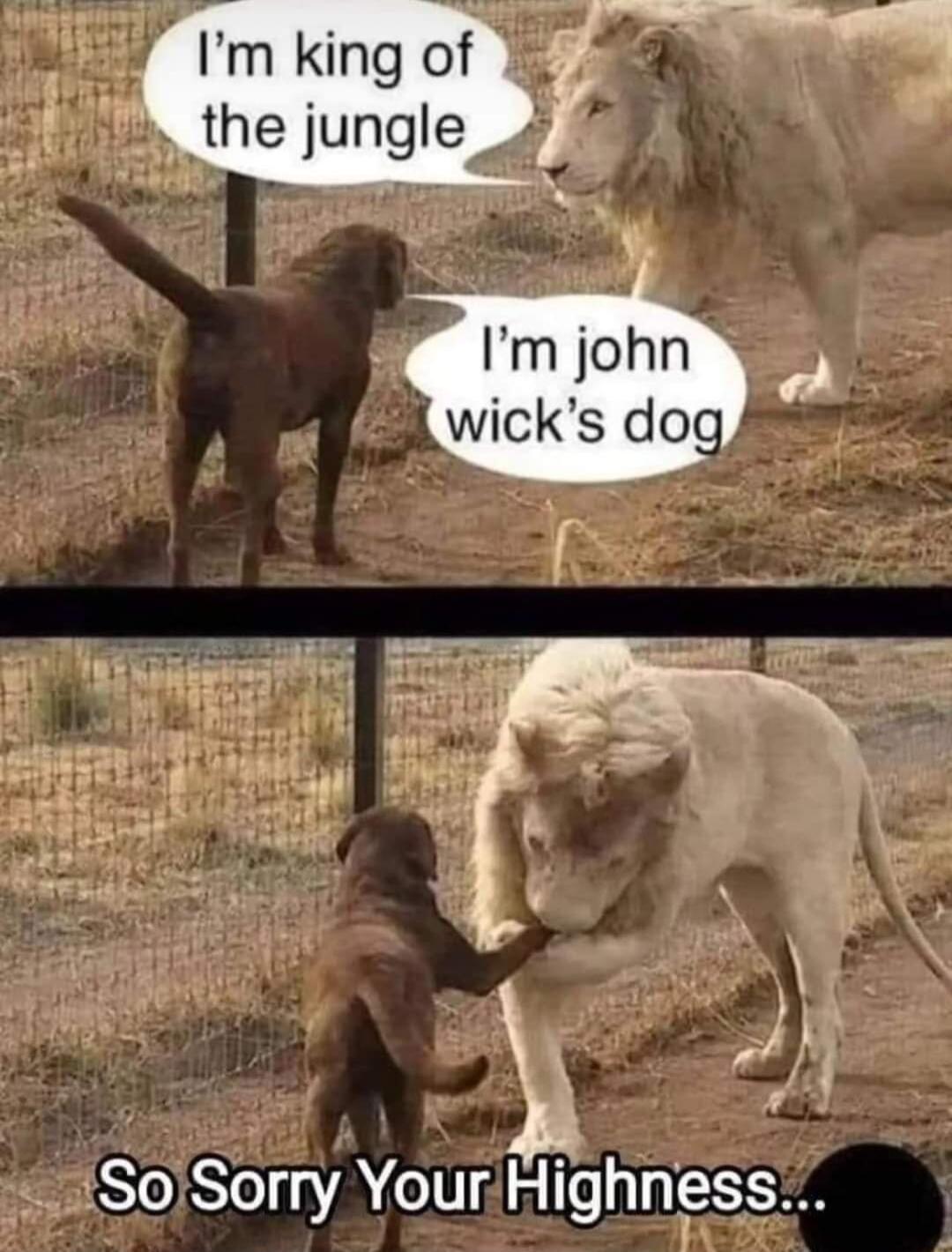 Im king of the jungle SOSI A HighnFss