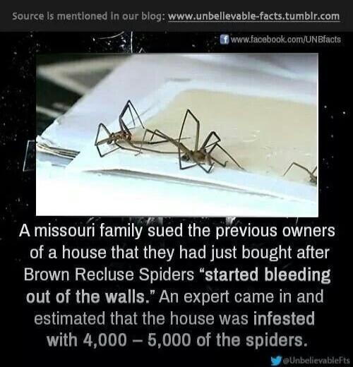 A missouri family sued the previous owners of a house that they had just bought after Brown Recluse Spiders started bleeding out of the walls An expert came in and EHUNEICTRUER G EERVERR G EH L with 4000 5000 of the spiders