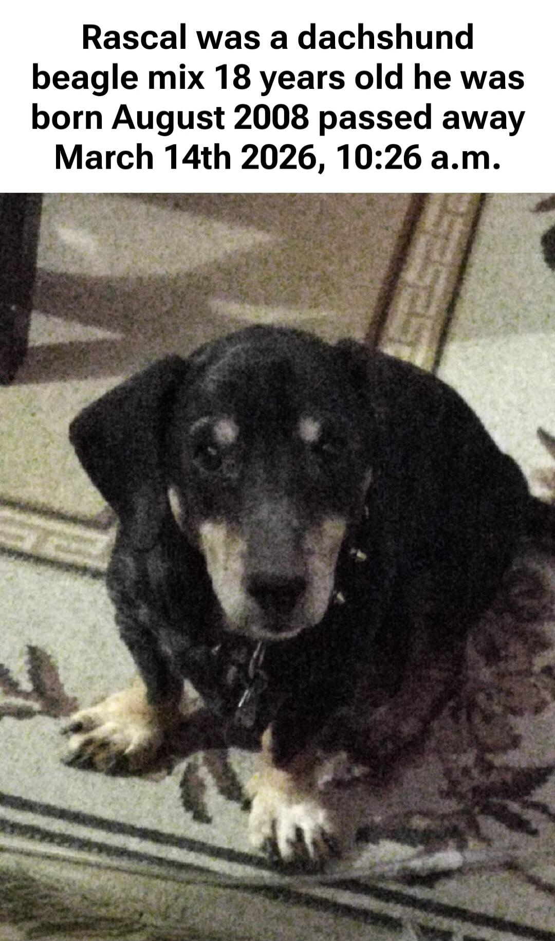 Rascal was a dachshund beagle mix 18 years old he was born August 2008 passed away March 14th 2026, 10:26 a.m.