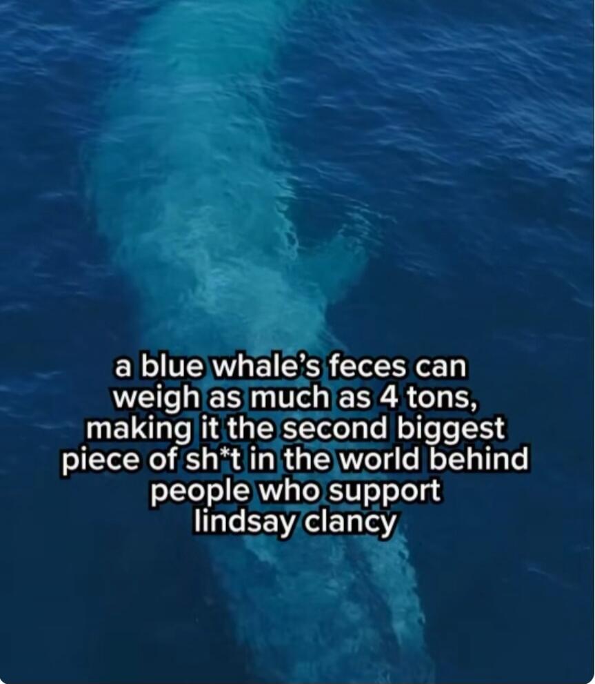 a blue whale's feces can weigh as much as 4 tons, making it the second biggest piece of sh*t in the world behind people who support lindsay clancy