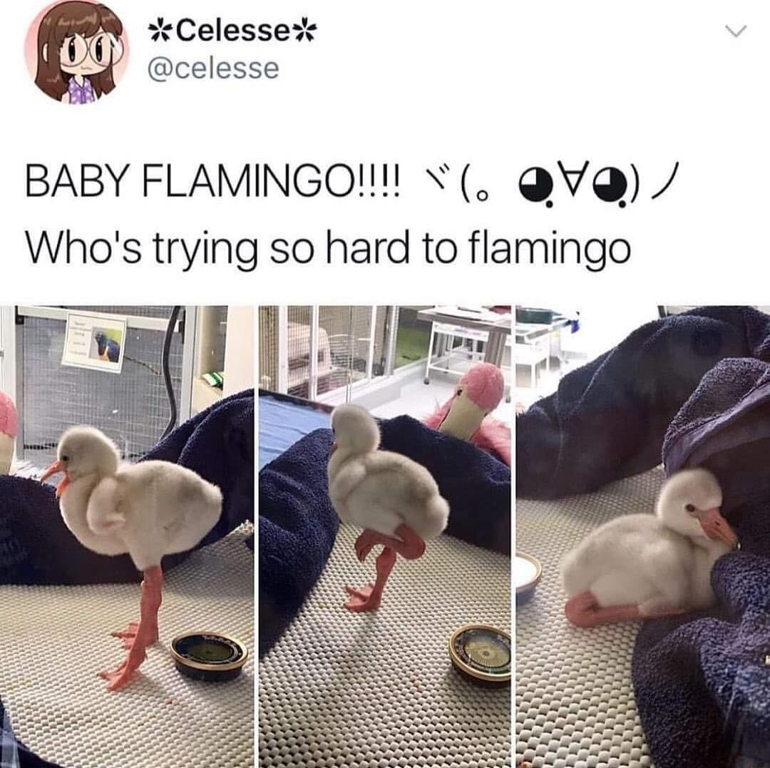 R Celesse 1 celesse BABY FLAMINGO N QV Whos trying so hard to flamingo Es
