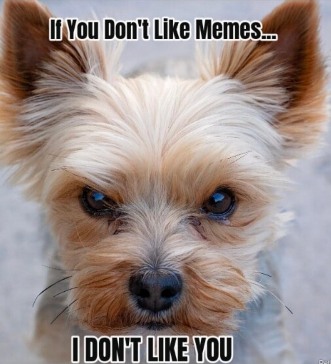 If You Don't Like Memes... I DON'T LIKE YOU