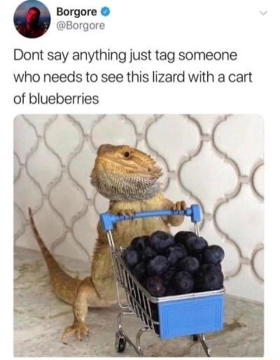 Borgore Borgore Dont say anything just tag someone who needs to see this lizard with a cart of blueberries