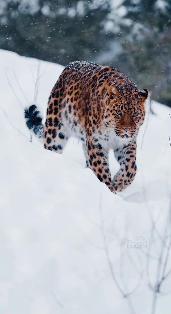 Session ID: 1068016.