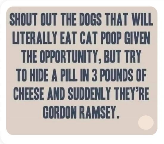 SHOUT OUT THE DOGS THAT WILL LITERALLY EAT CAT POOP GIVEN THE OPPORTUNITY, BUT TRY TO HIDE A PILL IN 3 POUNDS OF CHEESE AND SUDDENLY THEY'RE GORDON RAMSEY.