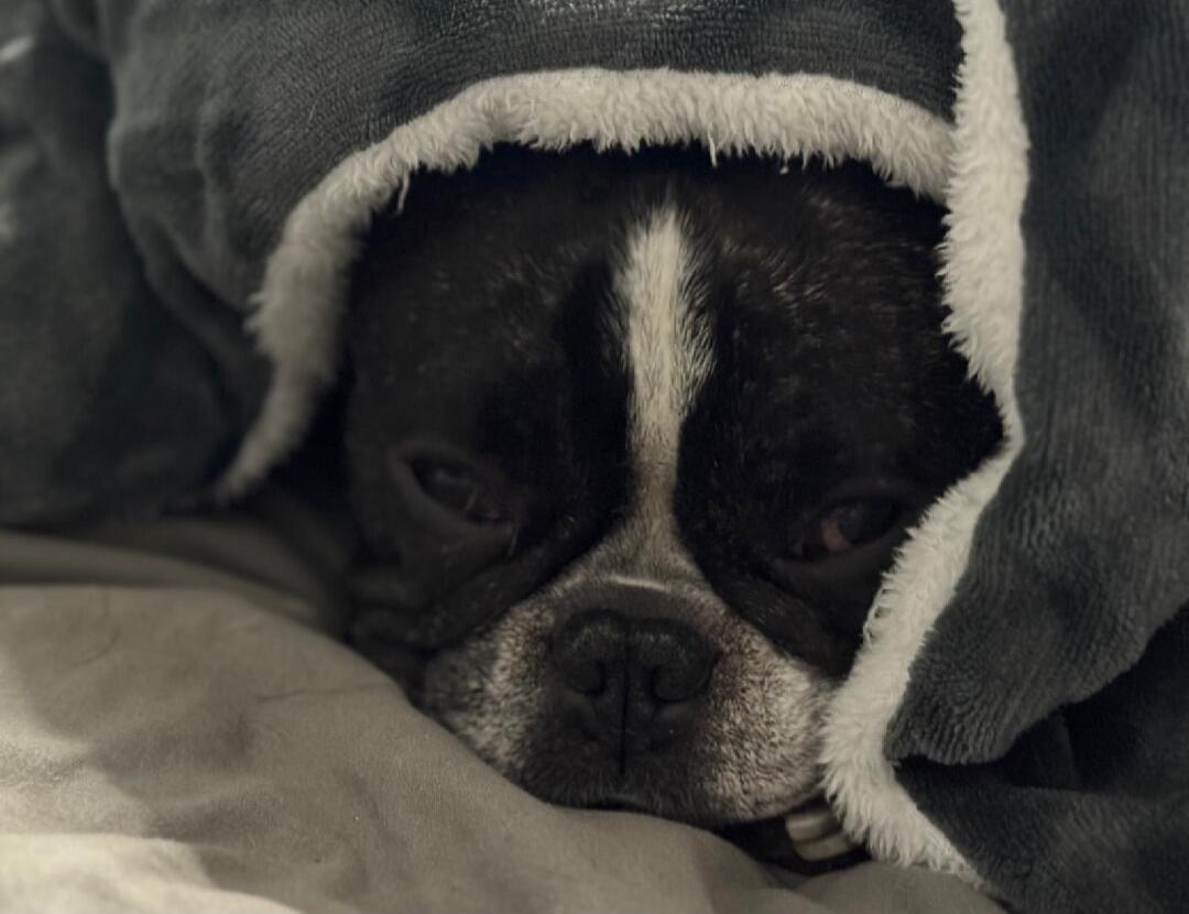 A sleepy dog tucked under a blanket.
