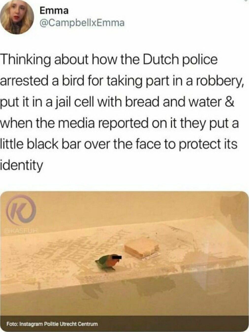 Emma CampbellxEmma Thinking about how the Dutch police arrested a bird for taking part in a robbery put it in a jail cell with bread and water when the media reported on it they put a little black bar over the face to protect its identity 1