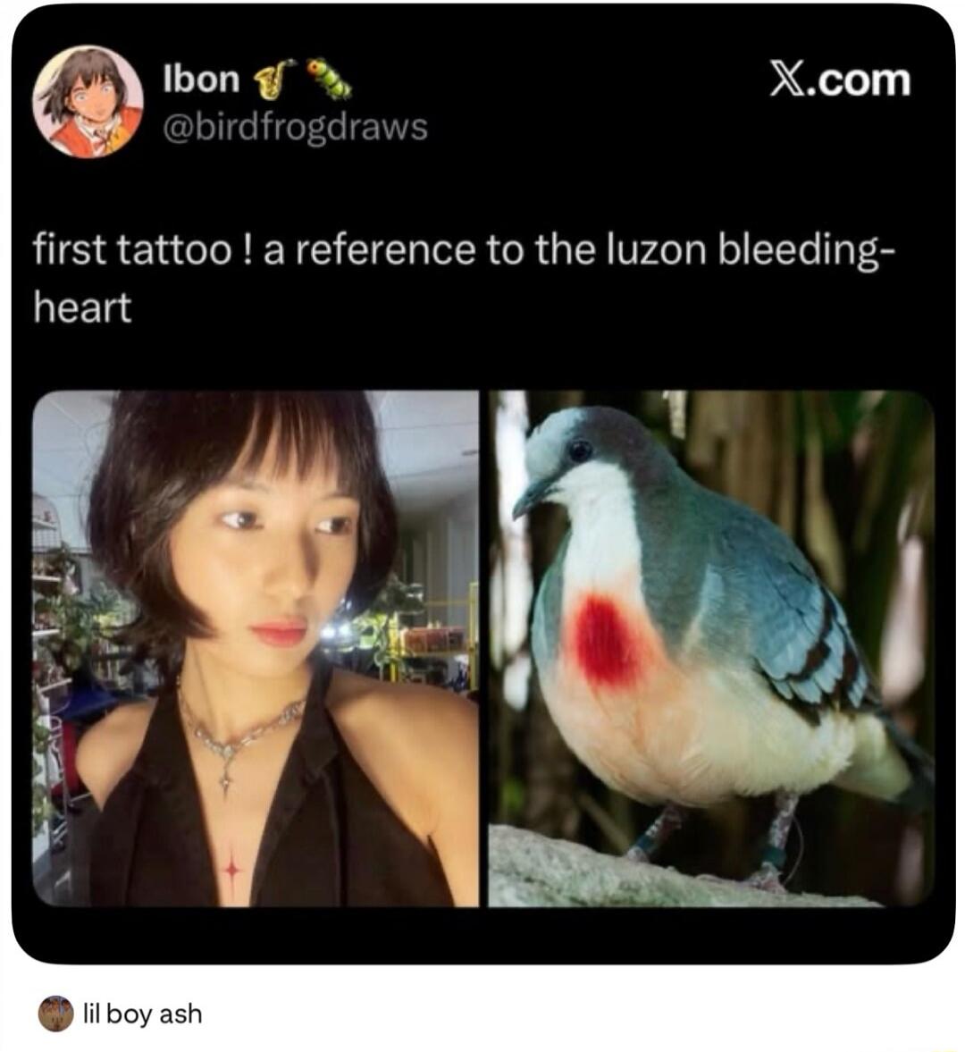 Ibon @birdfrogdraws X.com first tattoo ! a reference to the luzon bleeding-heart lil boy ash