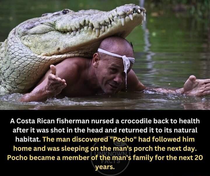 F A Costa Rican fisherman nursed a crocodile back to health after it was shot in the head and returned it to its natural habitat The man discovered Pocho had followed him home and was sleeping on the mans porch the next day Pocho became a member of the mans family for the next 20 years
