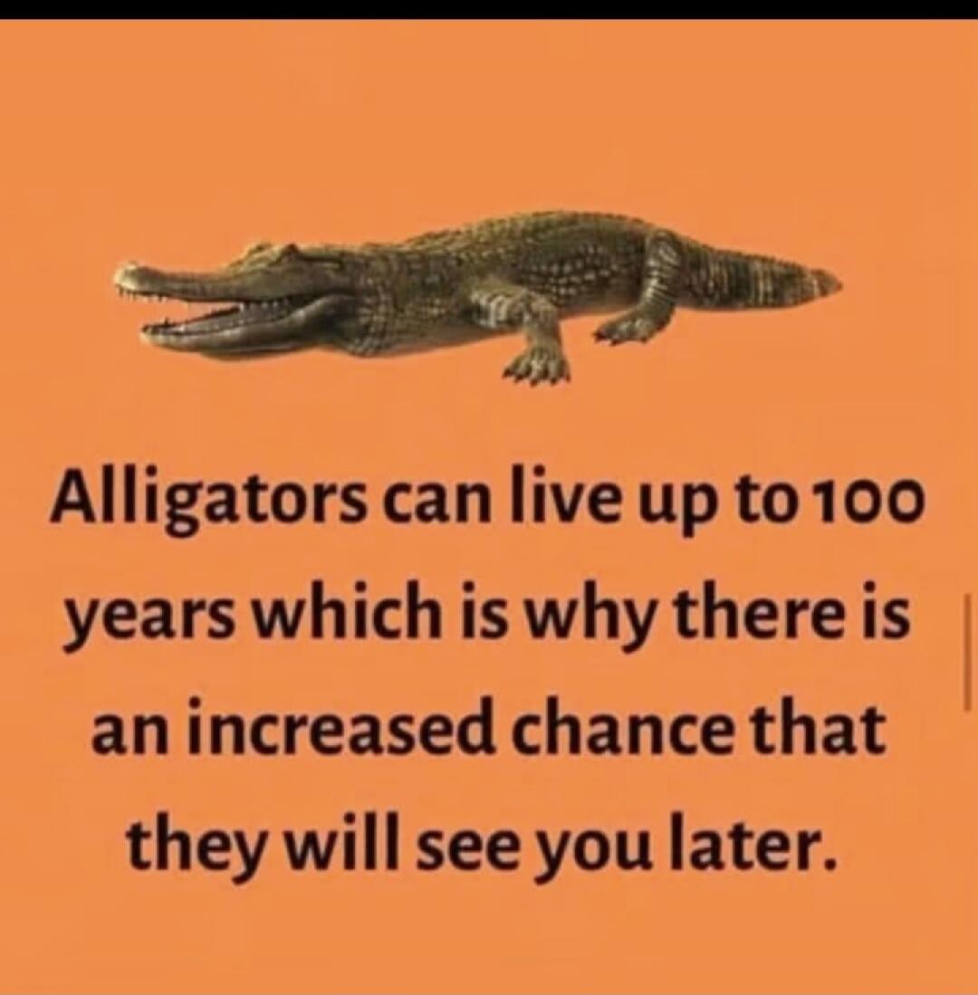 Alligators can live up to 100 years which is why there is an increased chance that they will see you later.