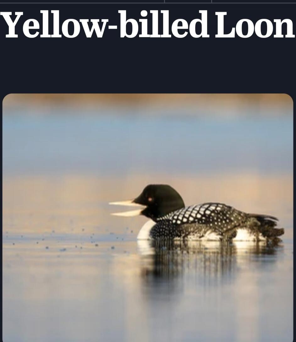 Yellow-billed Loon