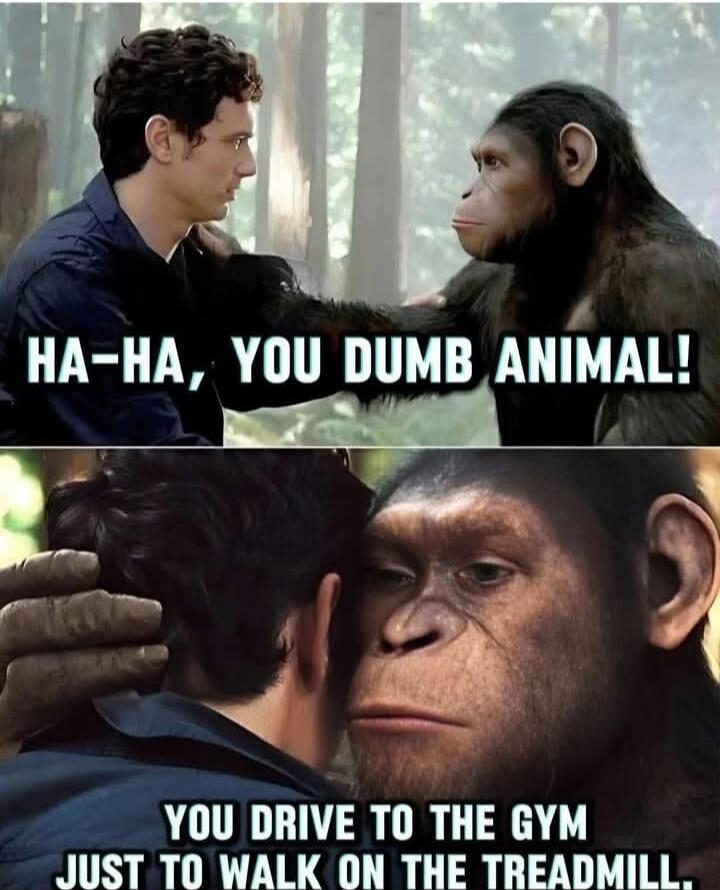 HA-HA, YOU DUMB ANIMAL! YOU DRIVE TO THE GYM JUST TO WALK ON THE TREADMILL.