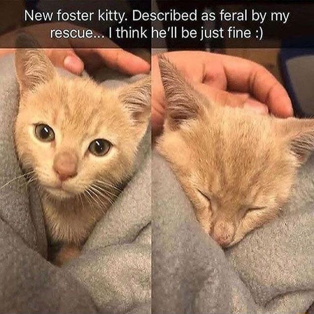 New foster kitty Described as feral by my RGIGIS Y bejust fine