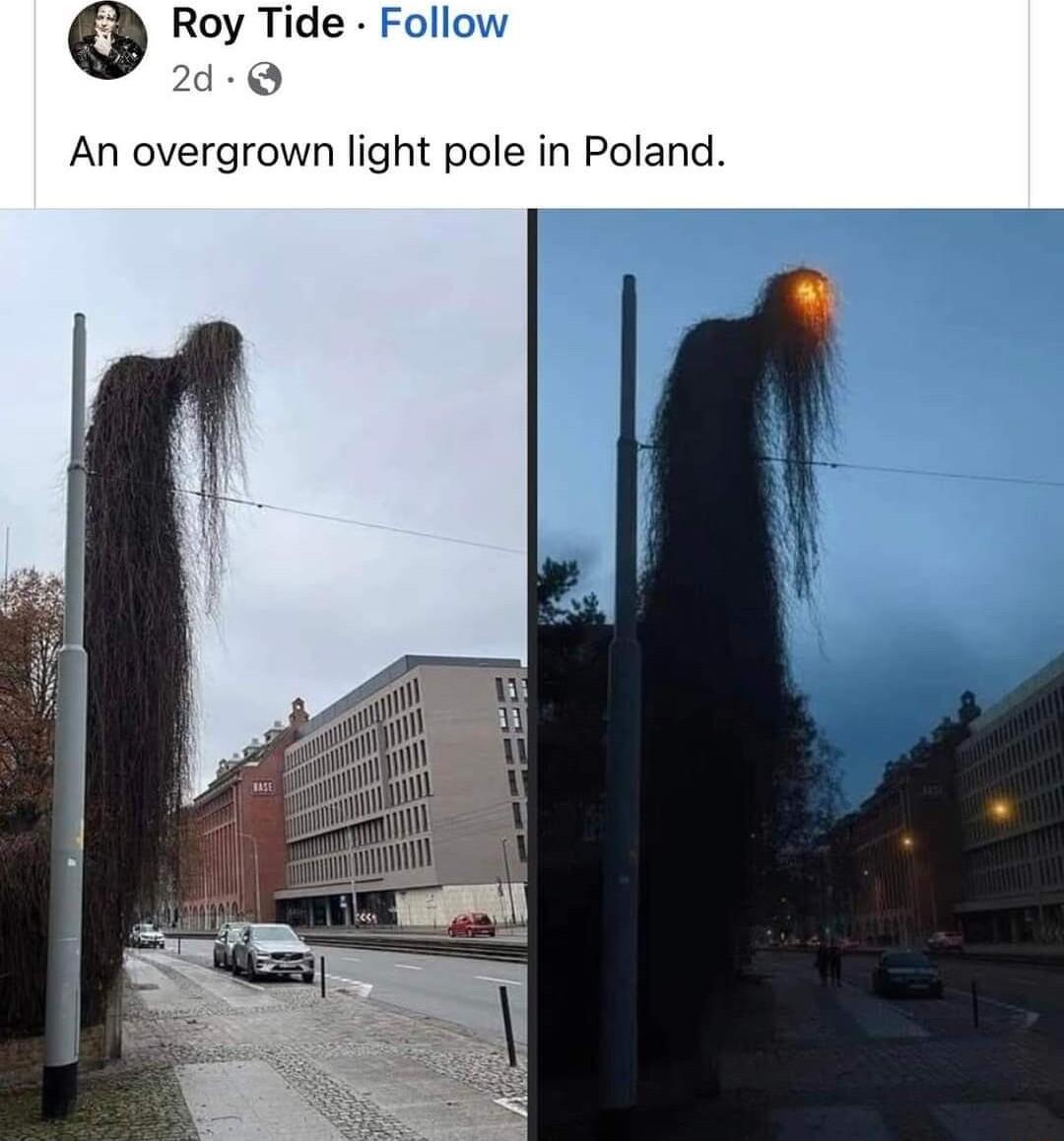 Roy Tide Follow 2d An overgrown light pole in Poland