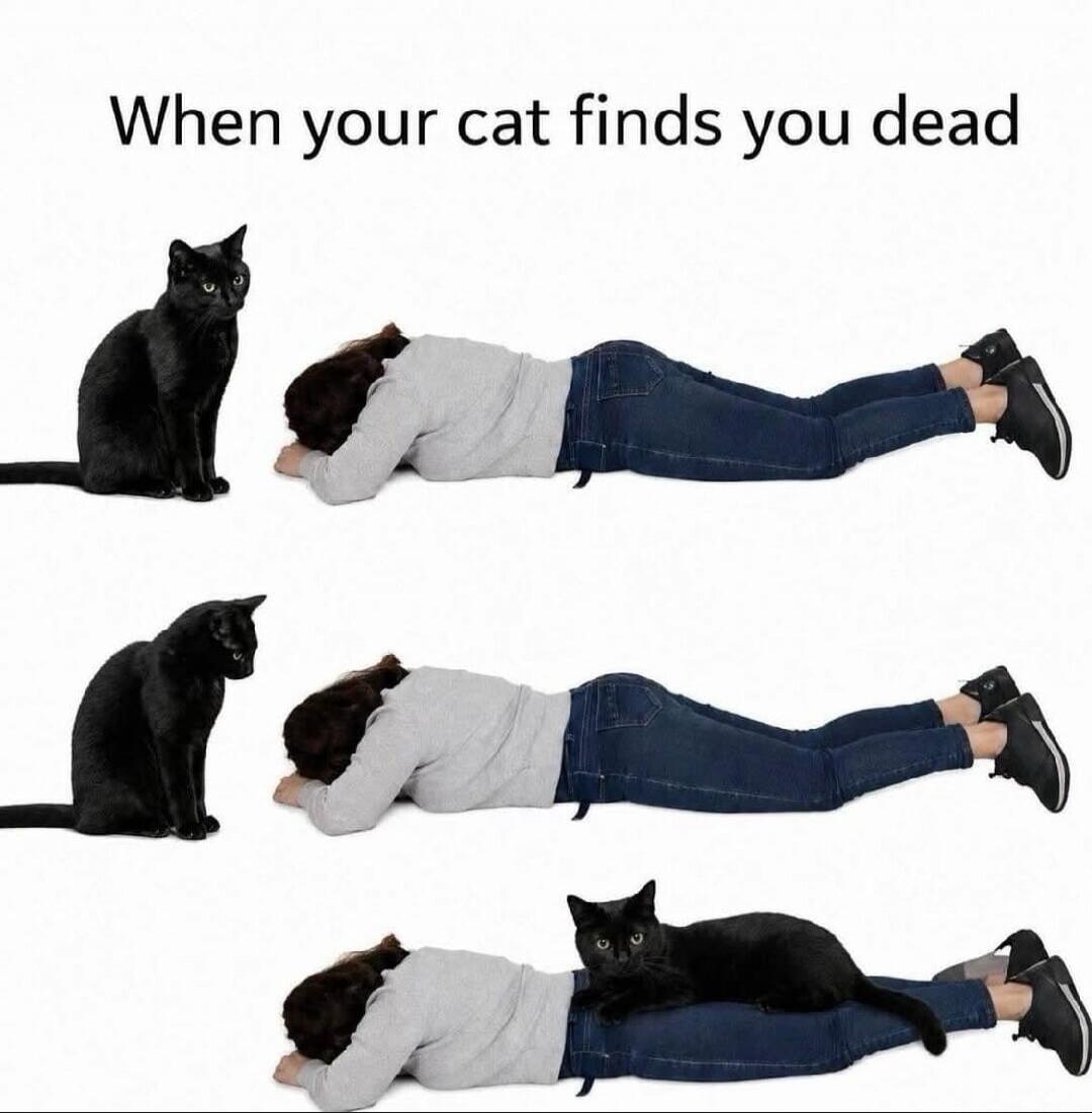 When your cat finds you dead