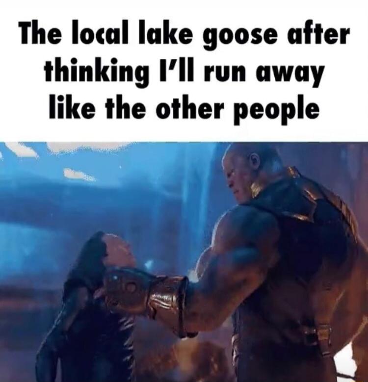 The local lake goose after thinking I'll run away like the other people