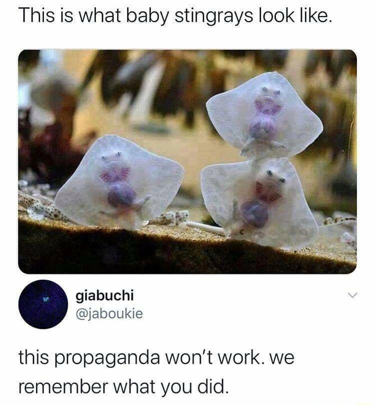This is what baby stingrays look like giabuchi jaboukie this propaganda wont work we remember what you did
