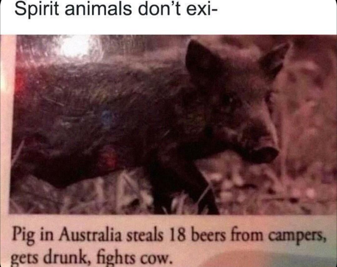 Spirit animals dont exi
