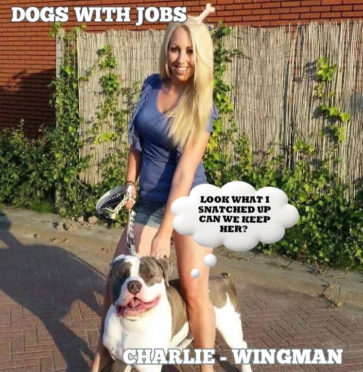 DOGS WITH JOBS LOOK WHAT I SNATCHED UP CAN WE KEEP HER? CHARLIE - WINGMAN