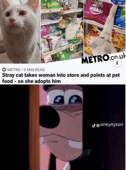 O Stray cat takes woman into store and points at pet food so she adopts him Joneynyxon Goof