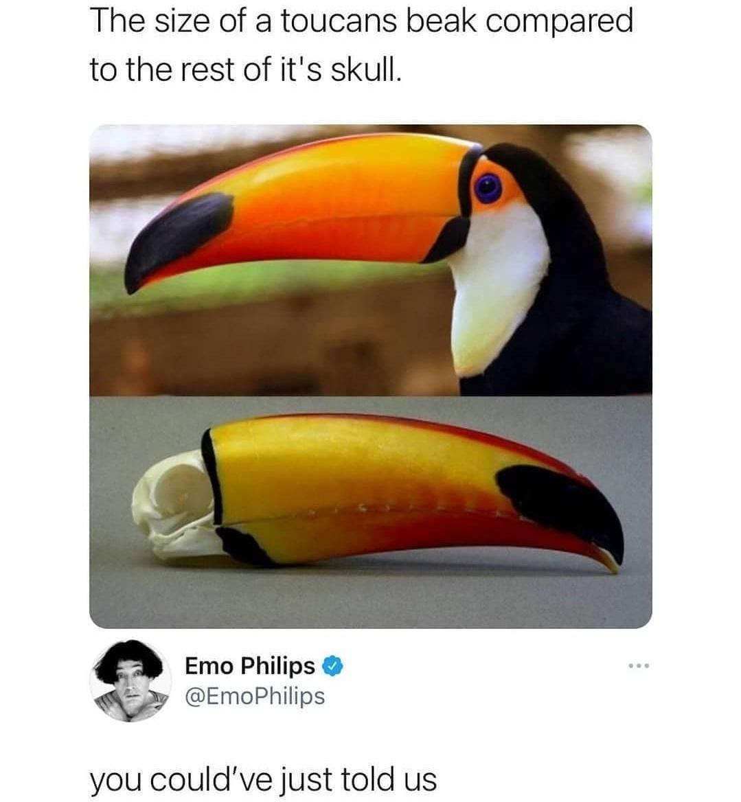 The size of a toucans beak compared to the rest of its skull EmoPhilips Emo Philips you couldve just told us