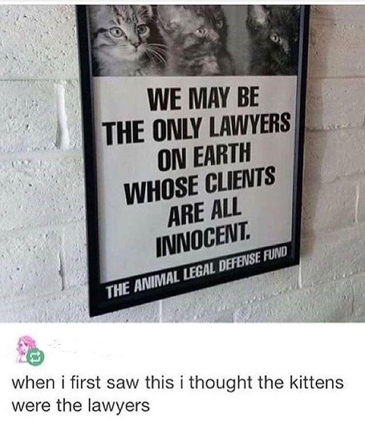 when i first saw this i thought the kittens were the lawyers