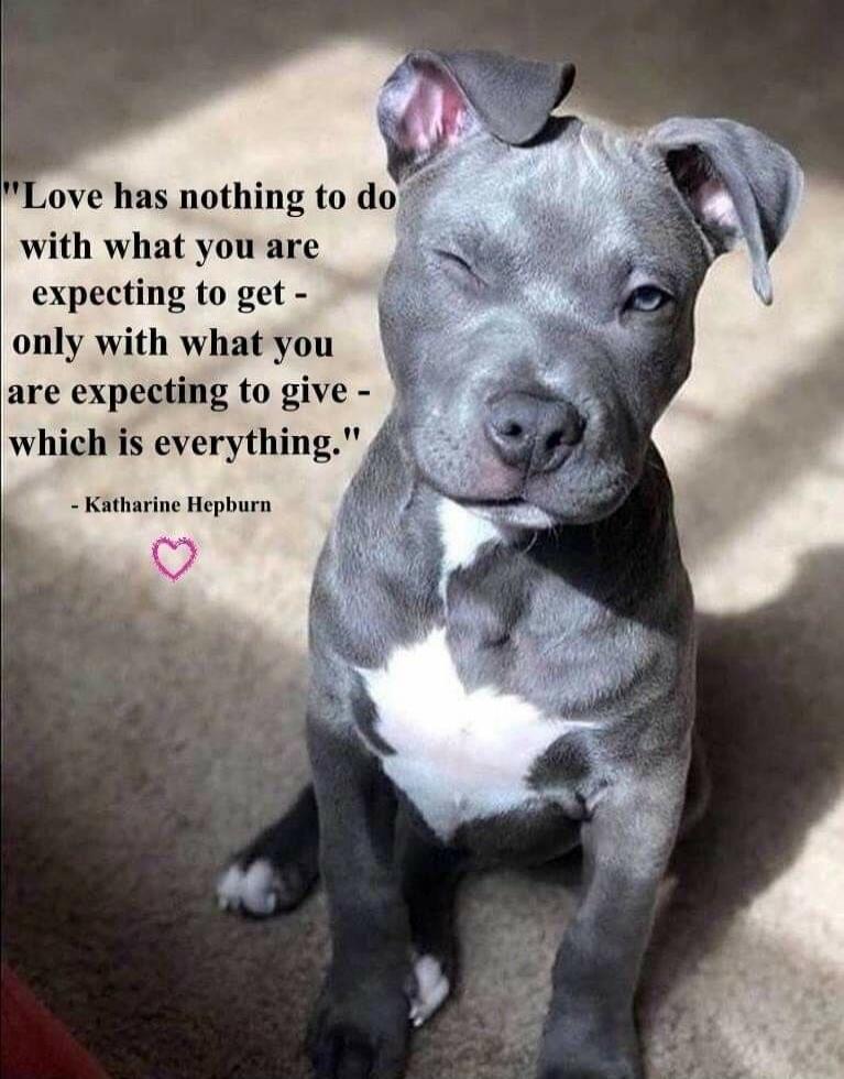 Love has nothing to do with what you are expecting to get - only with what you are expecting to give - which is everything. - Katharine Hepburn
