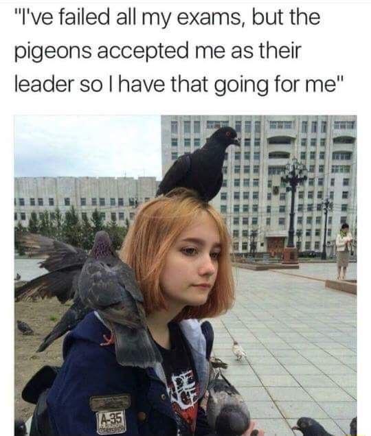 Ive failed all my exams but the pigeons accepted me as their leader so have that going for me