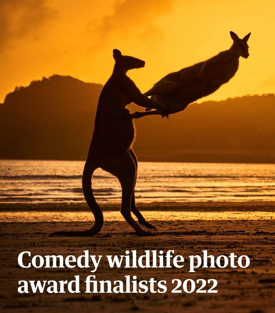 Comedy wildlife photo award finalists 2022